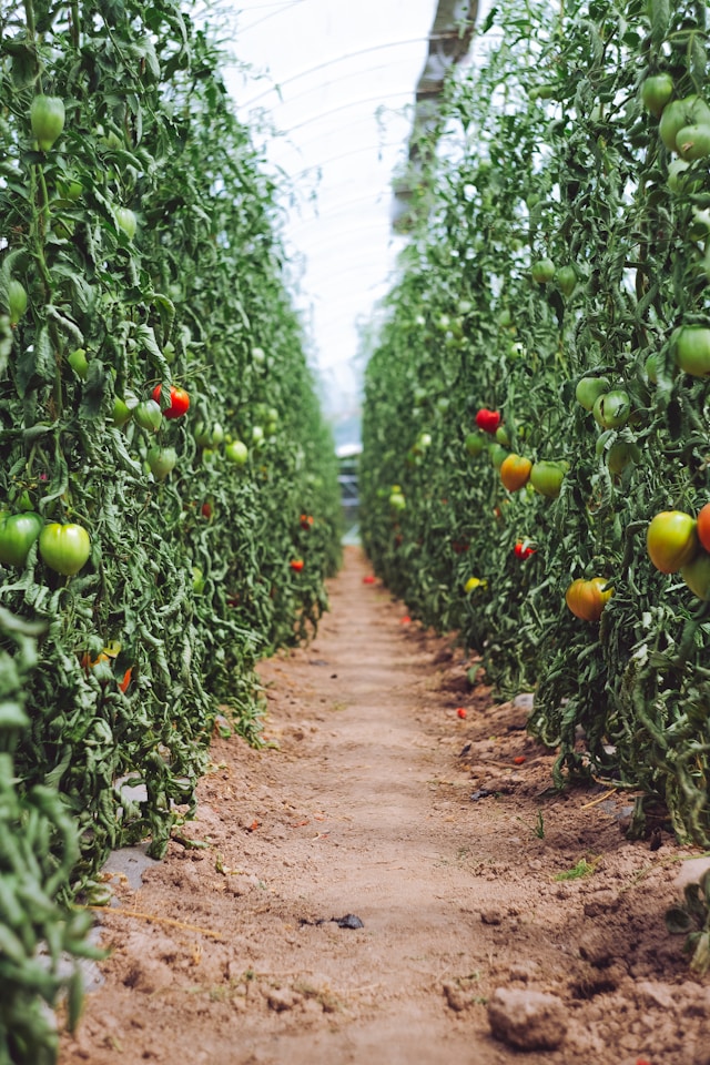 Sprijin financiar pentru producătorii de tomate: Ghid complet Programul Tomata 2024