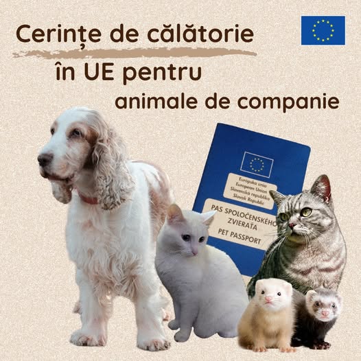 source: https://www.facebook.com/comisia.europeana.in.romania/posts/pfbid0zSTZXjKt4CHBWfcNF1yVKuYAetwE91LGrVmEC3wo8oMbJQV1qVGwXKkJwX1CGG7Rl